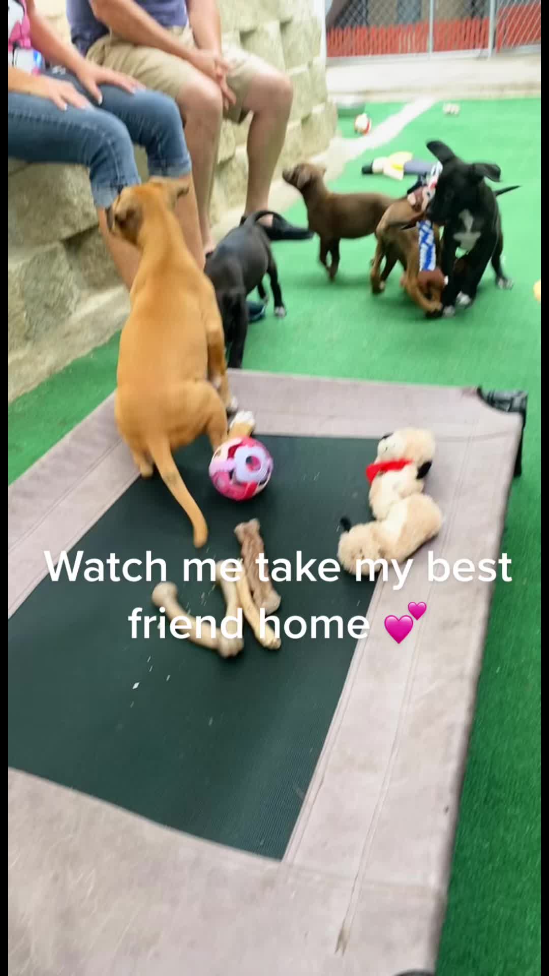 @shimmyzoo