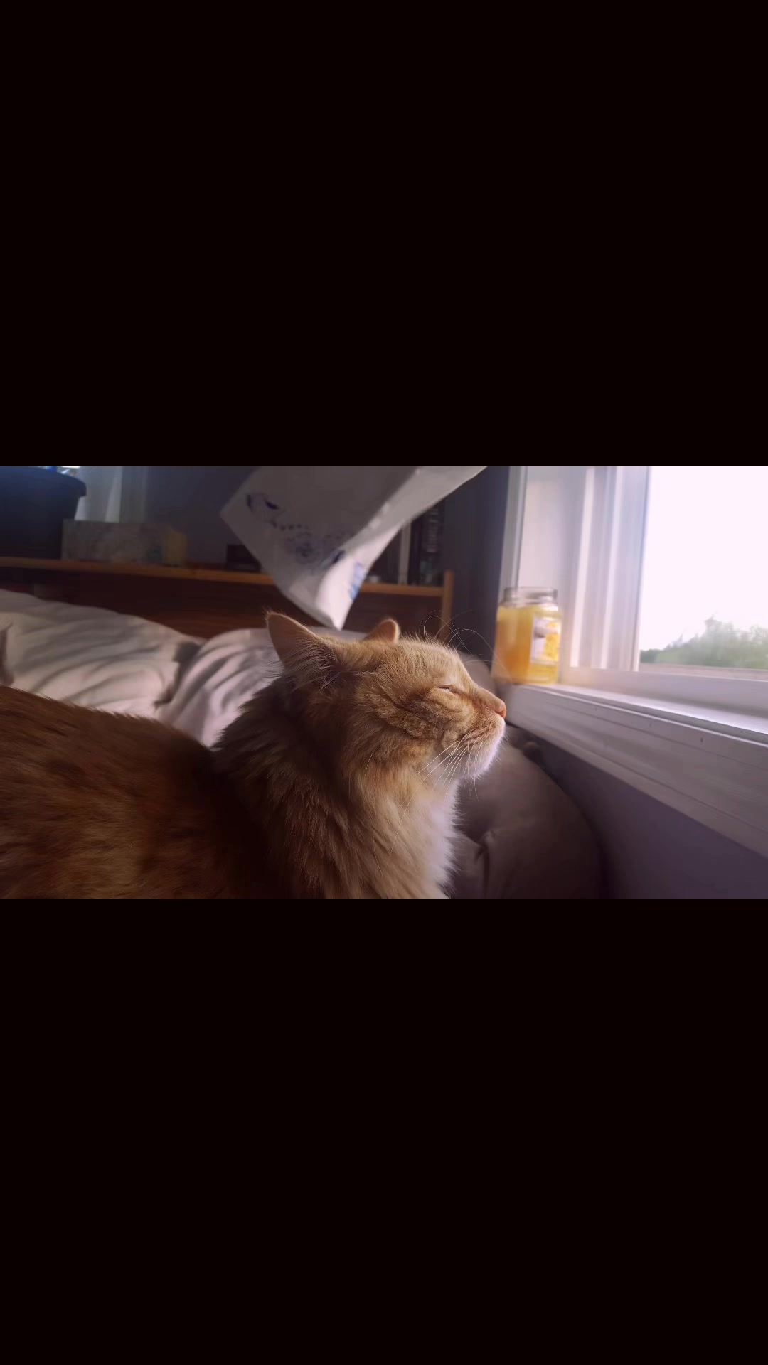 @aud⋆⑅˚₊🌾🪼