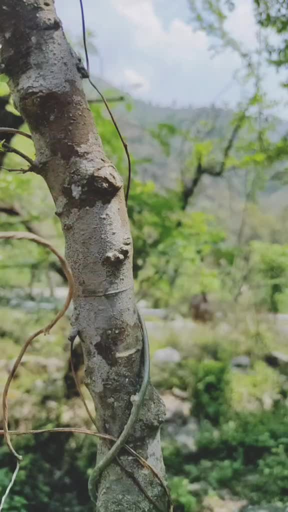 @AkaShPun86