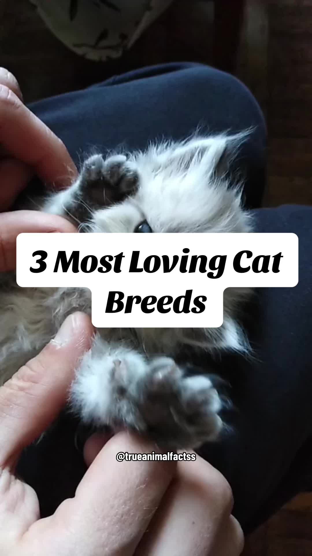 @trueanimalfactss