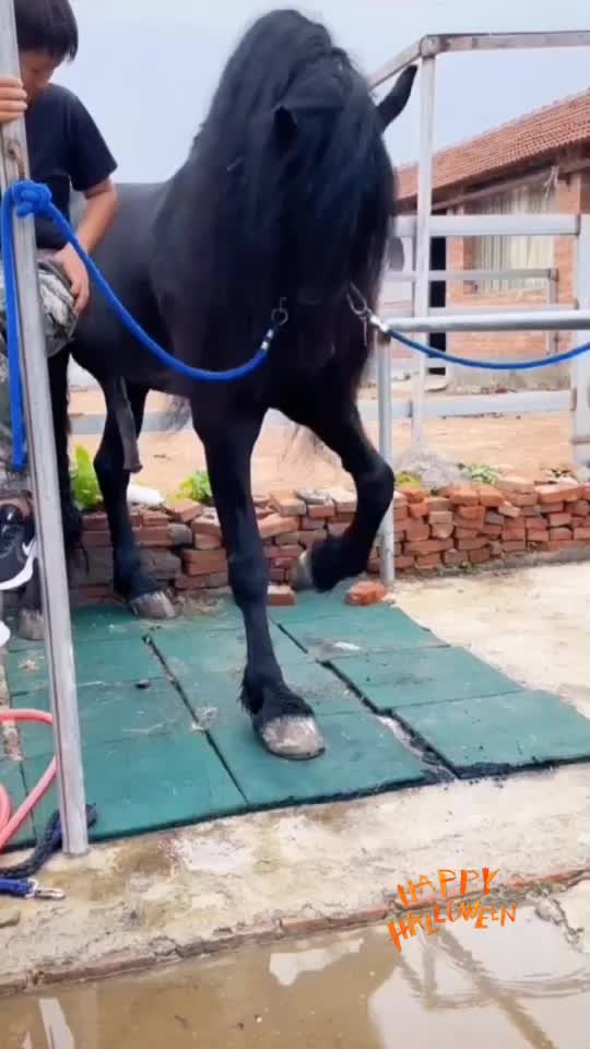 @Horse🐴🦄💕