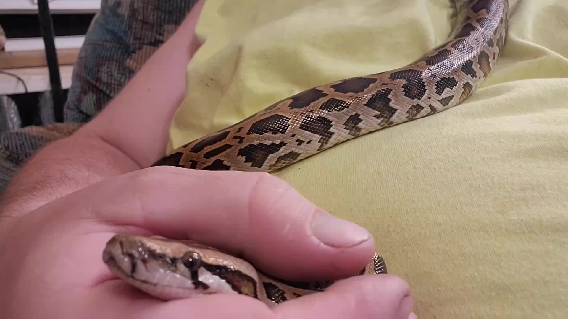 @mudcowpythons