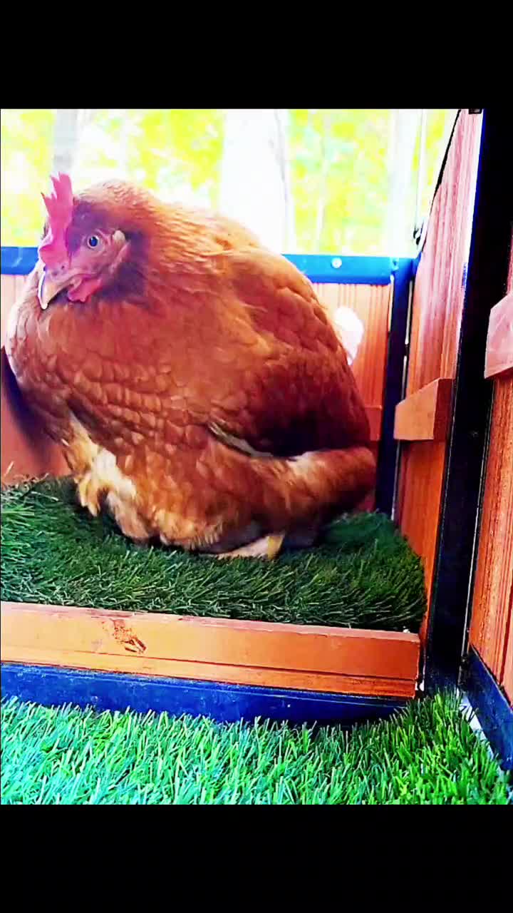 @Dobie/ Chicken Mom, & Bird ❤️r