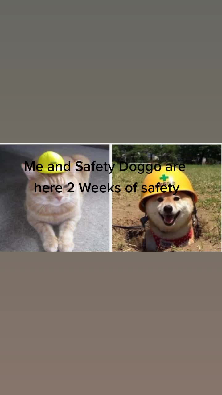 @Safety Cat