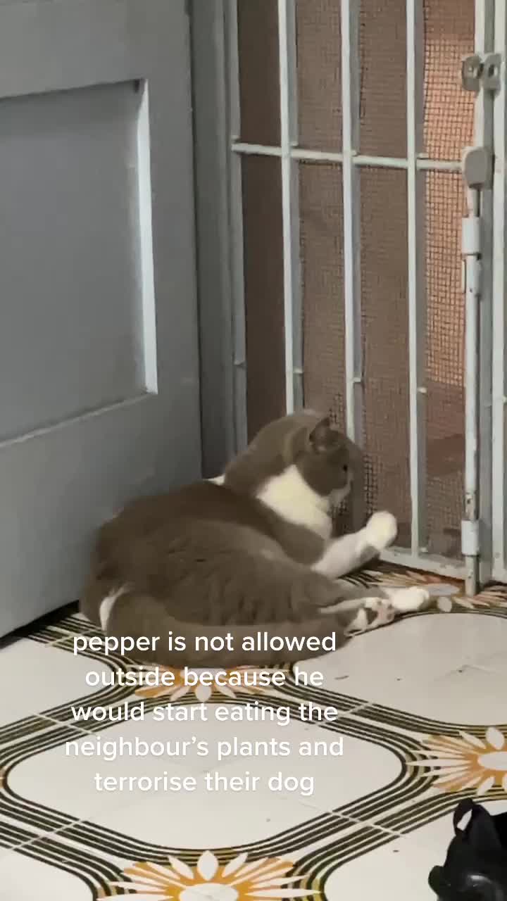 @valociraptor🦘
