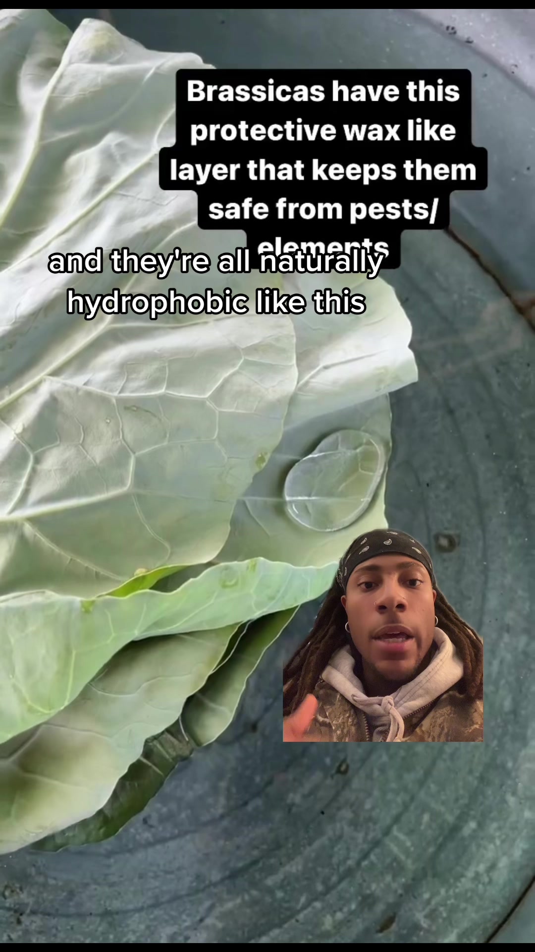 @F A I S O N E D D