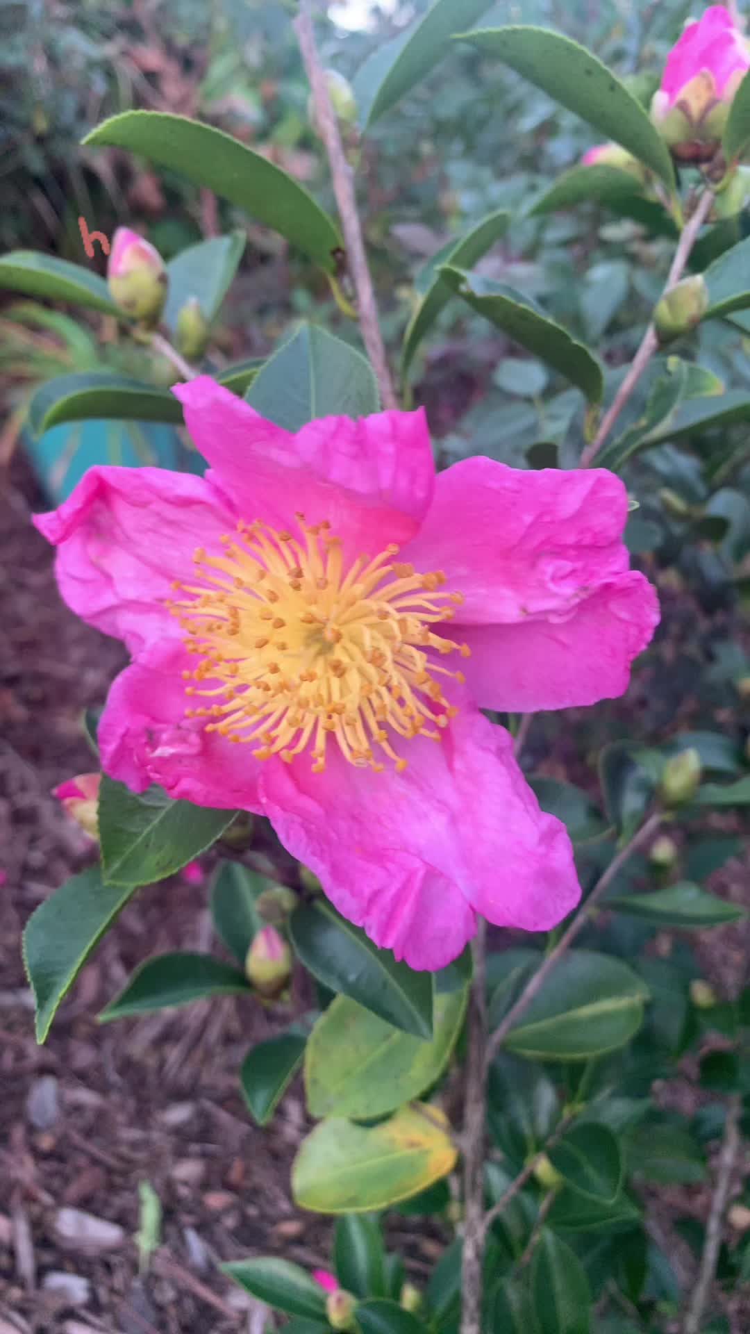 @bkotchamon