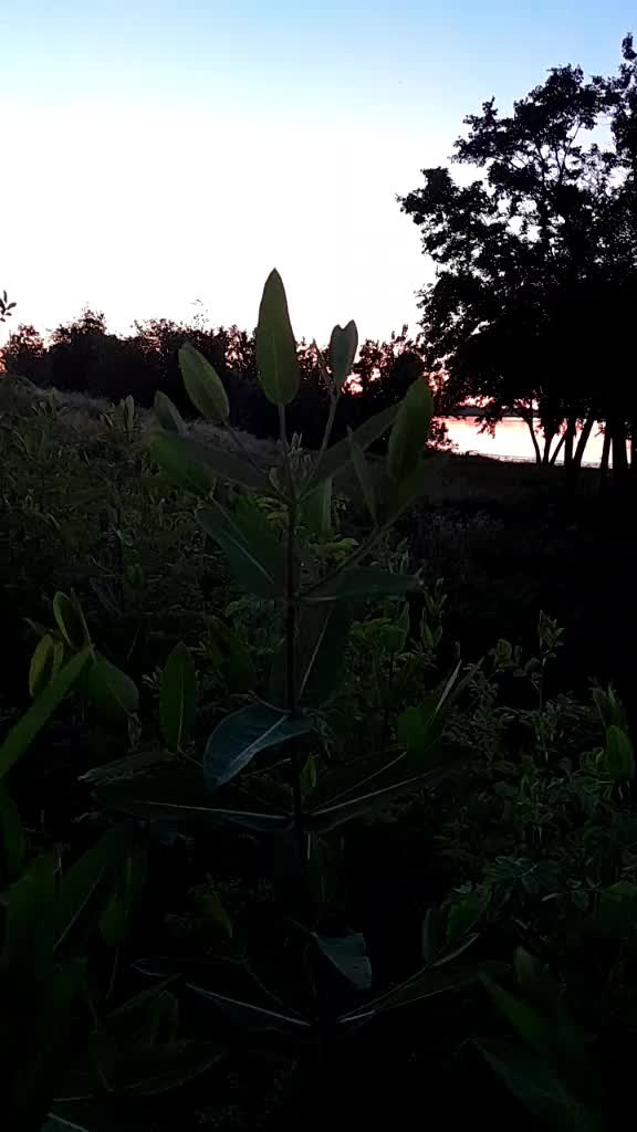@Gerardo Ciriaco300