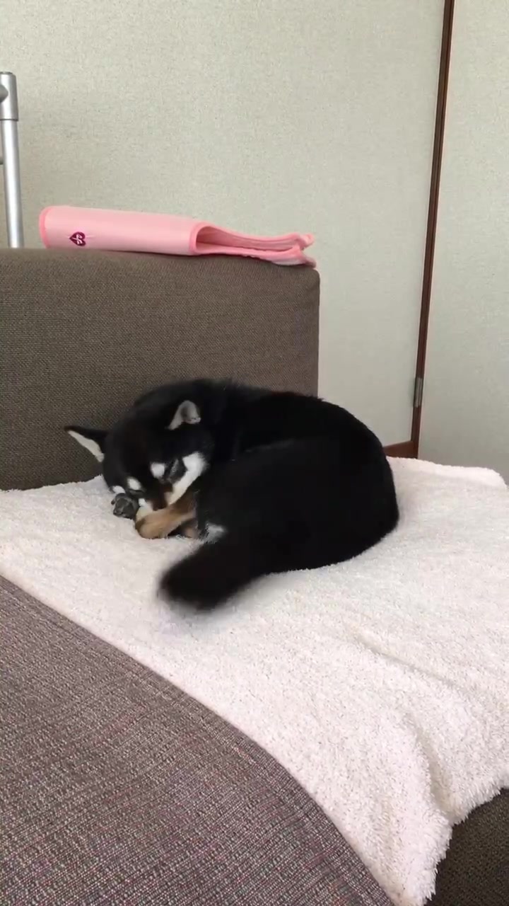 @☀️黒柴犬ひめ☀️