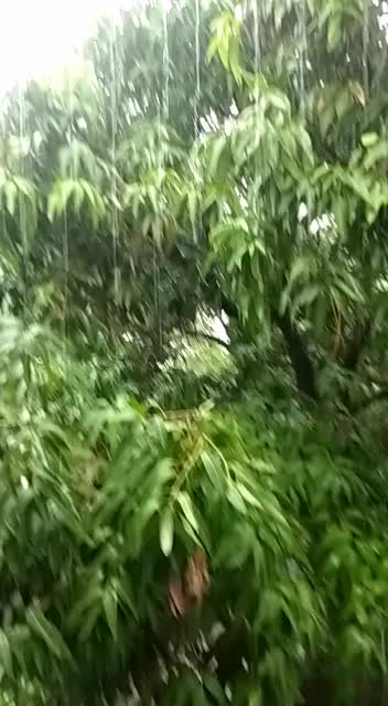 @sankeerthana