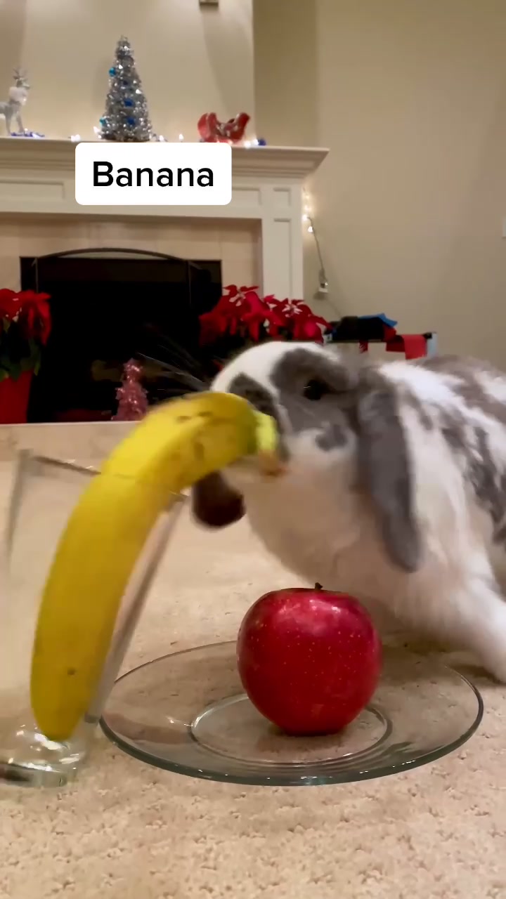 @Bini the Bunny