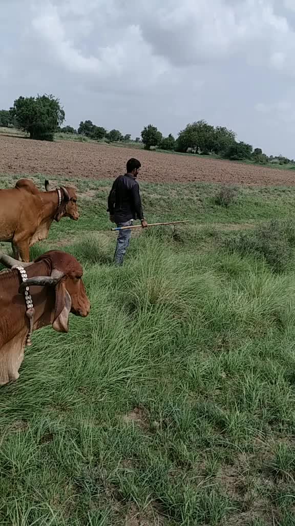 @govidbhai65