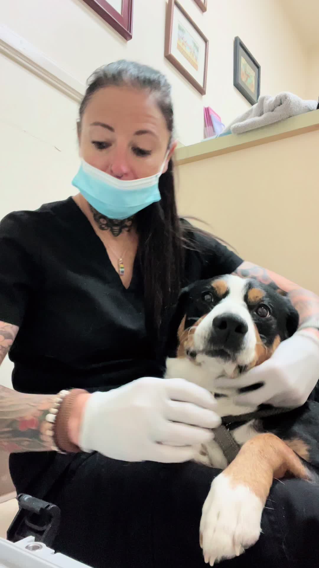 @Elite Pet Dental
