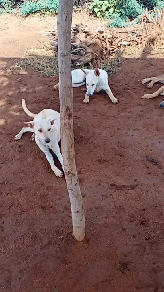 @dharmaji007