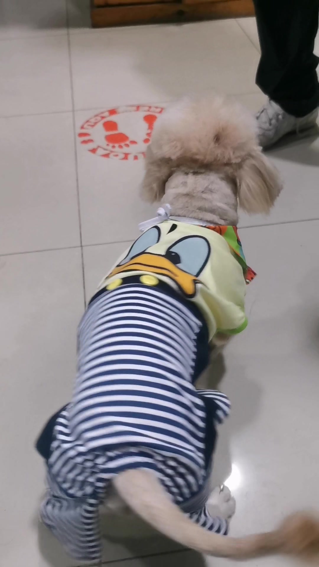 @paraqueveas👁️🐶
