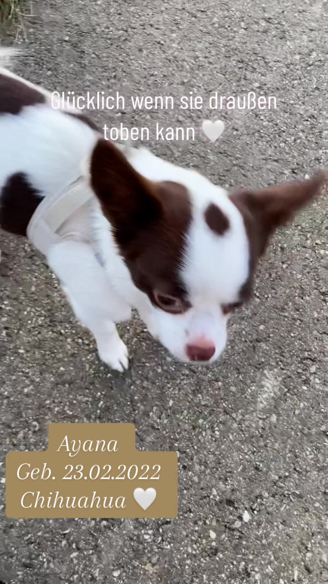 @αуαηα&нσρє 🐕🐕&🐈🐈⬛🐈🐹