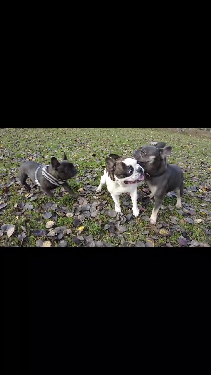 @odi_frenchie_