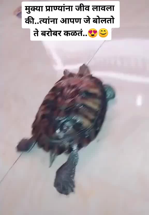 @कट्टर भीमसैनिक 🇪🇺