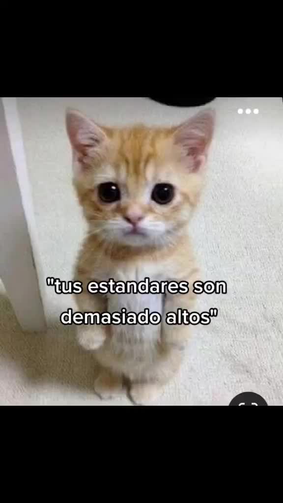 @La polola de shoto😼