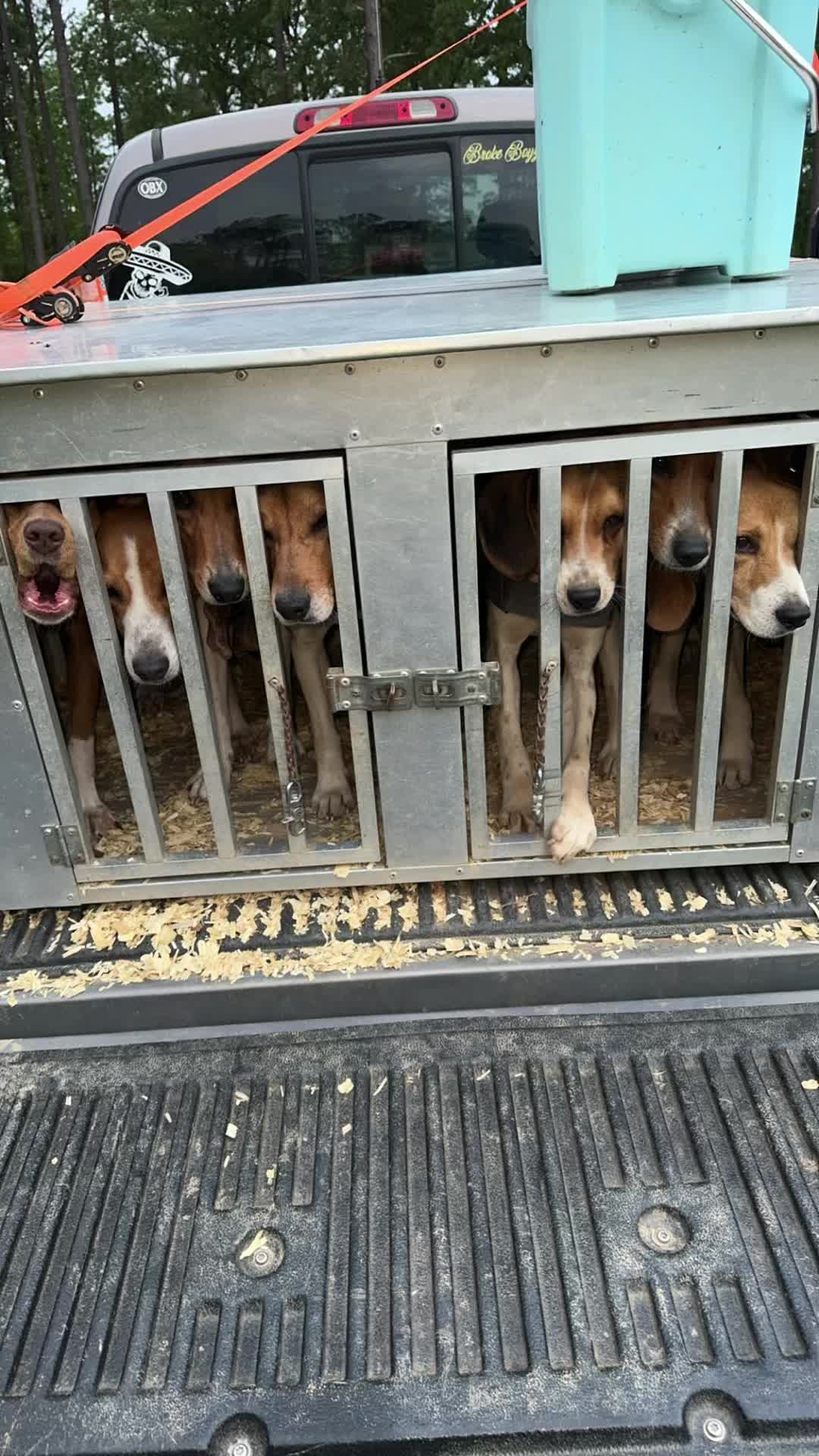 @Under the fence kennels