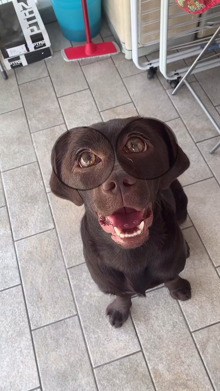 @joy_thechocolatelab