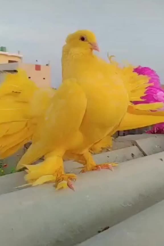 @VjKamboj54