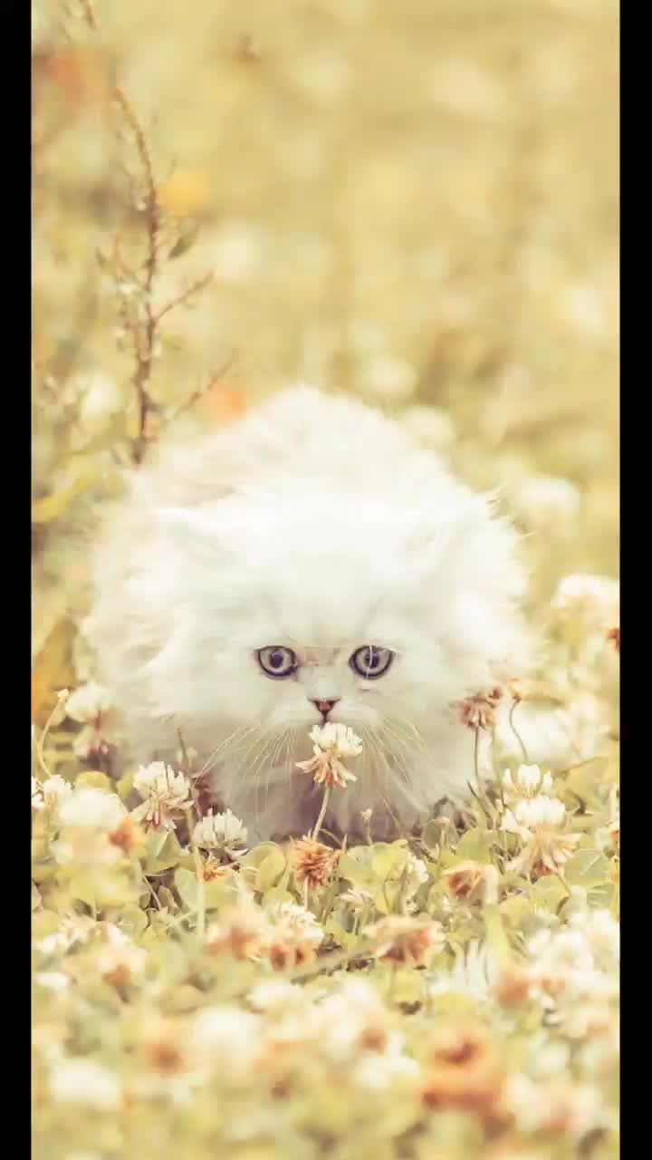 @chat 🐱🐱🐱🐈🐈