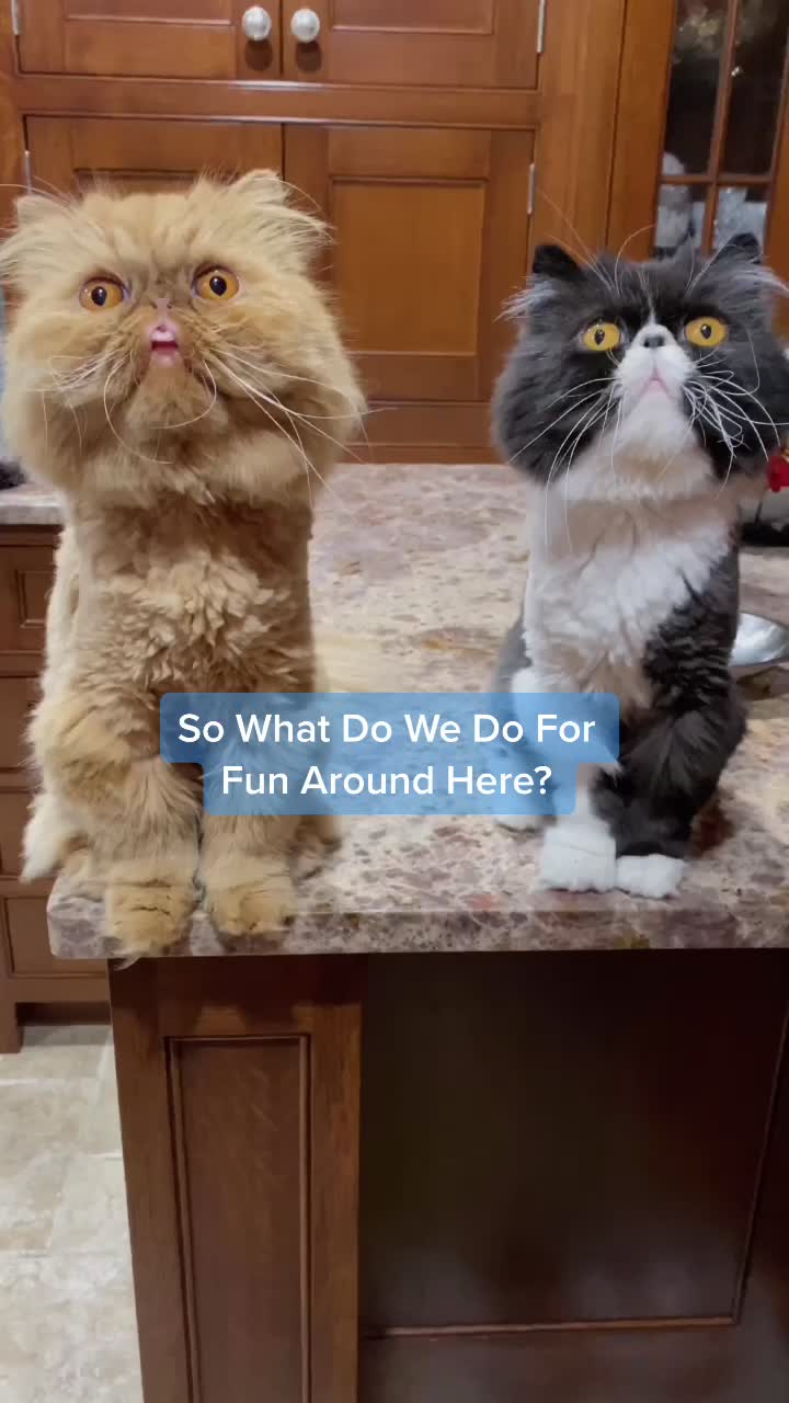 @Walter Bishop The Cat