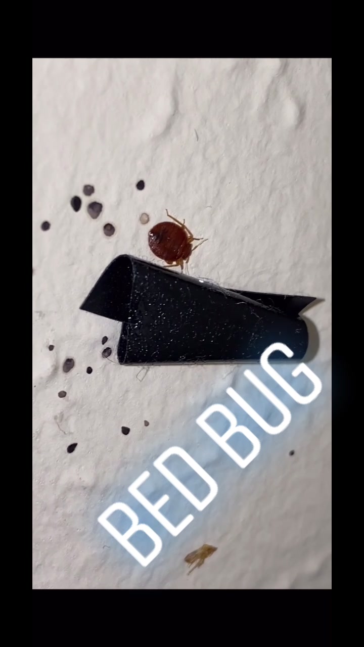 @JetCo Pest & Bed Bug Services