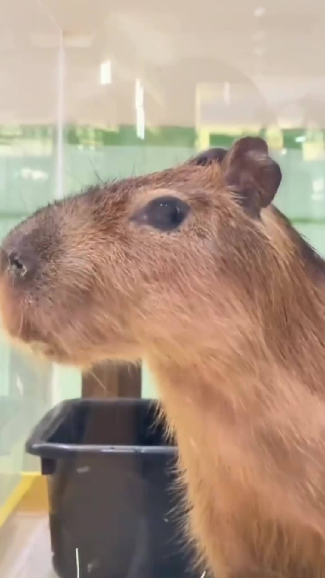 @CaPyBaRa