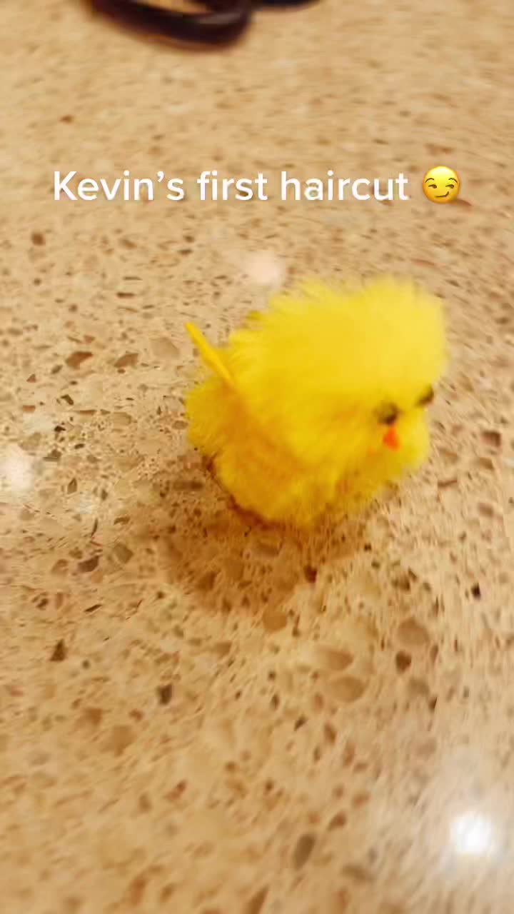 @kevin_the_chick_