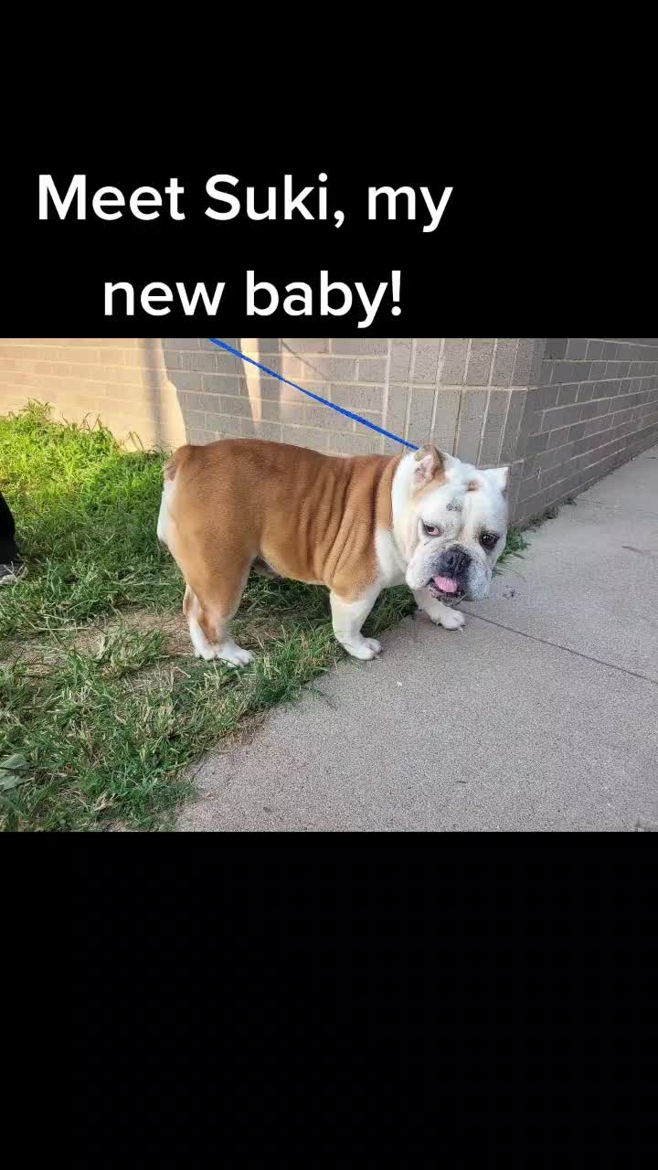 @BulldogTopiaInTexas💙💙💙💙💙