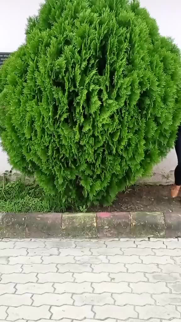 @Jyoti Dahal