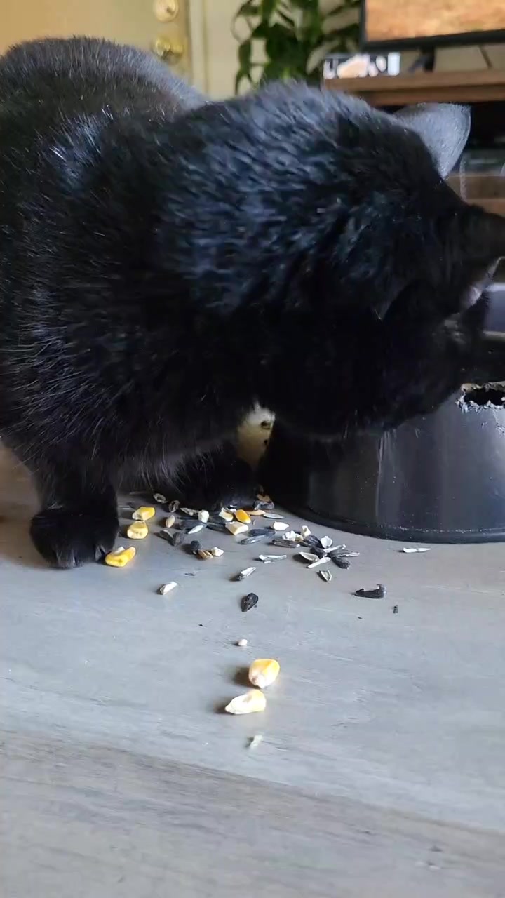 @ZippyTheRescueSquirrel