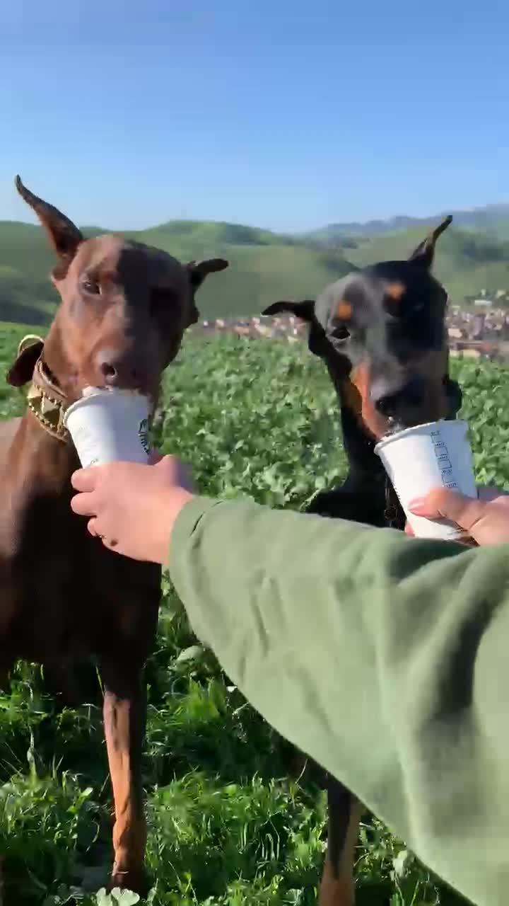 @Cairo the Doberman