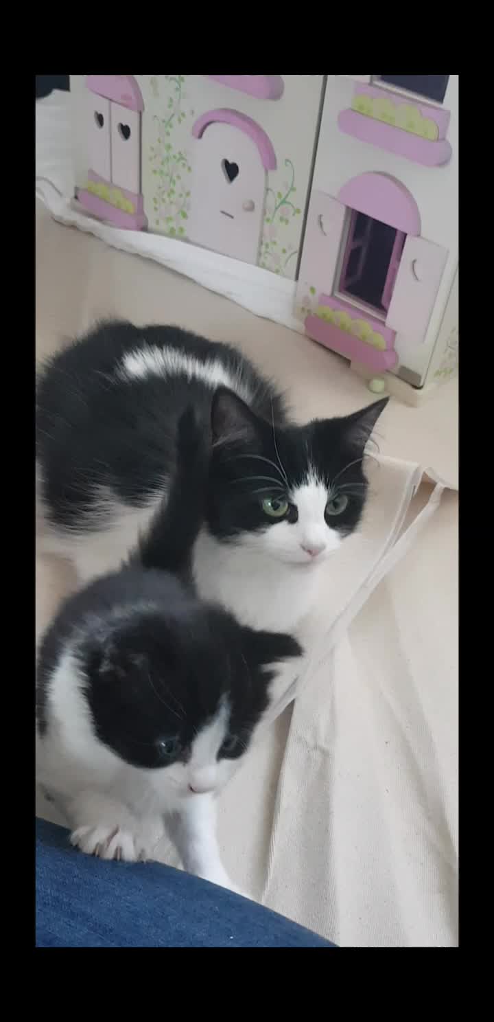 @storm.and.kittens