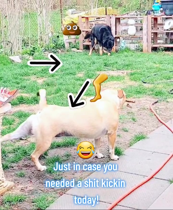@Thesepupsthough