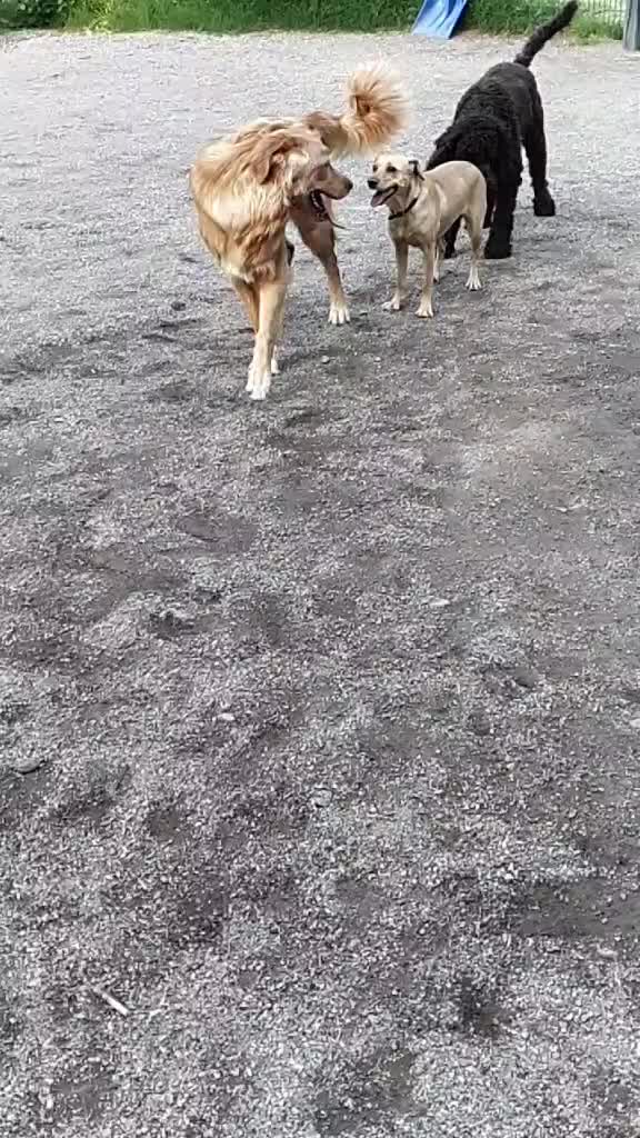 @Hilda the hoffi🐶🐾