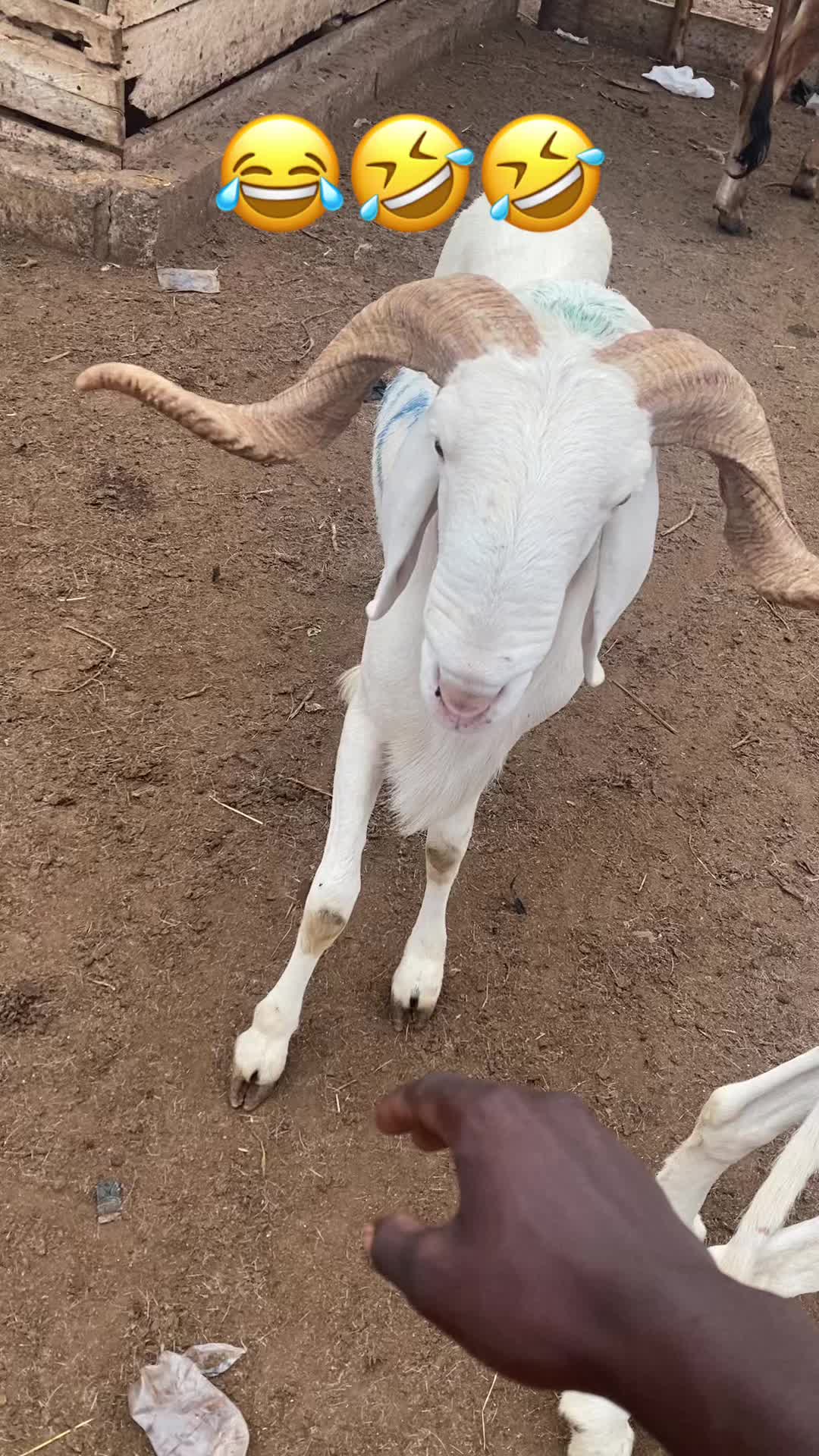 @LE BERGER☘️ÉLEVER💦🥰🇨🇮🇲🇱