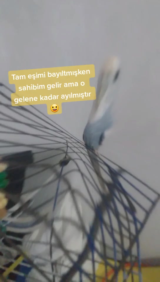 @eski isim mr.bunny._06