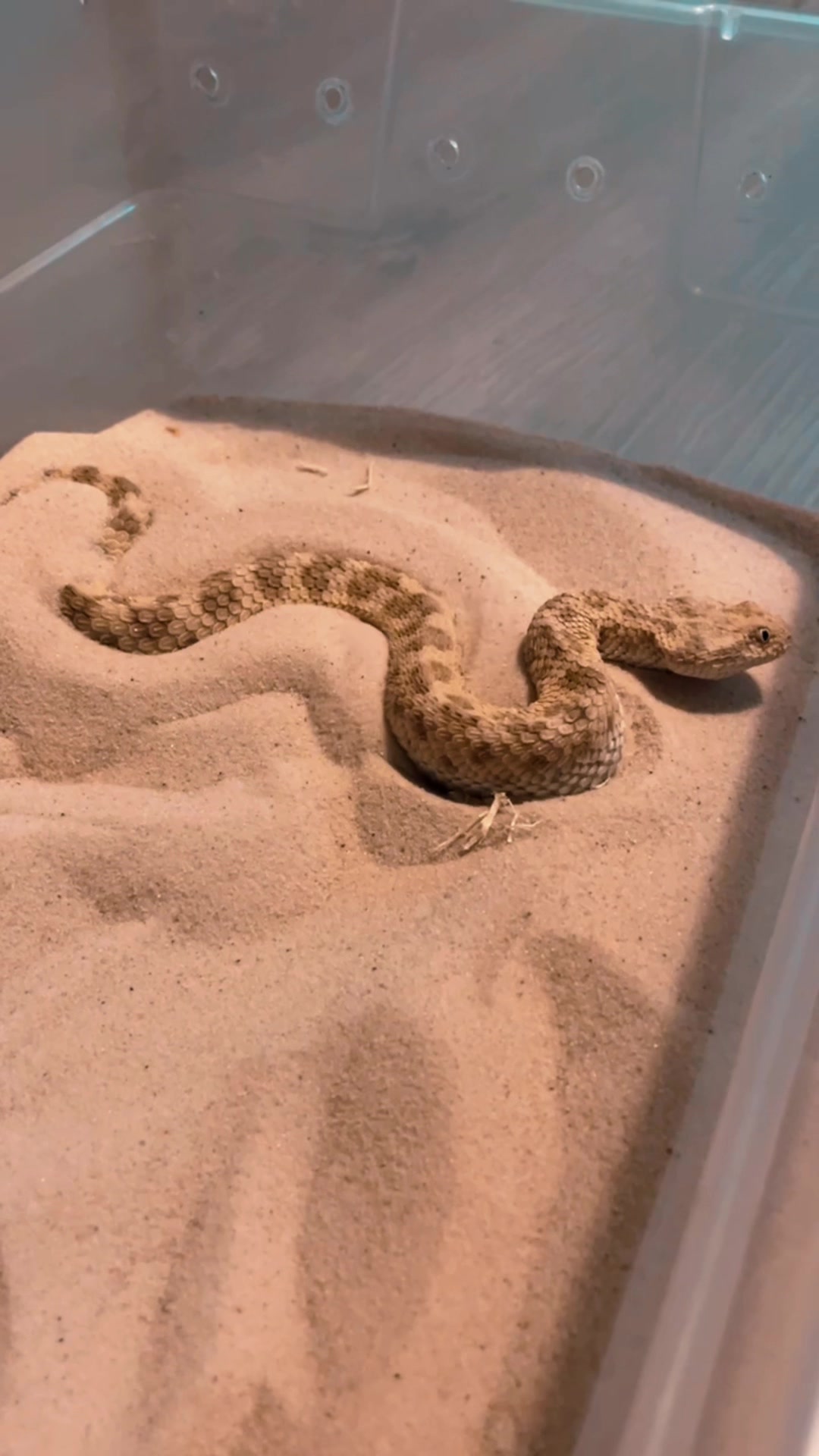 @Cryptid Exotics