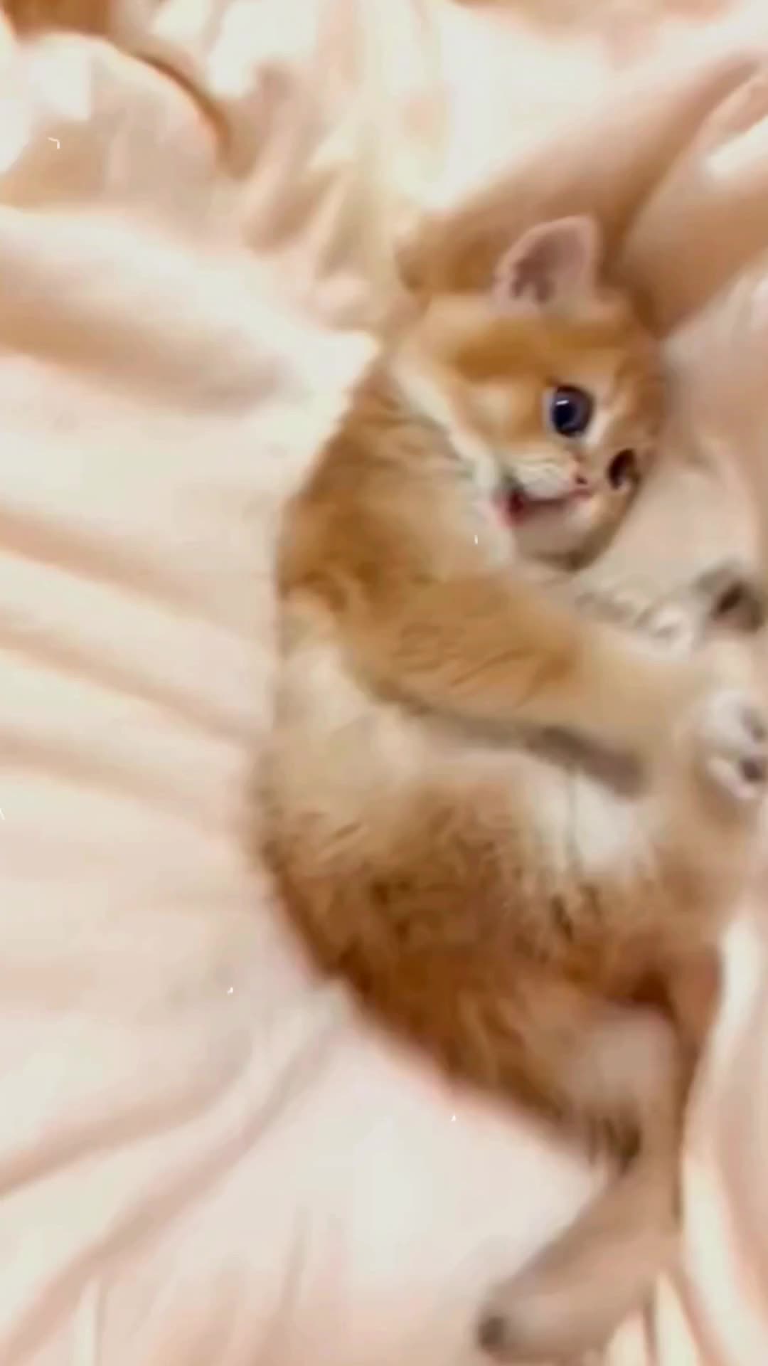 @xiaotwile3t