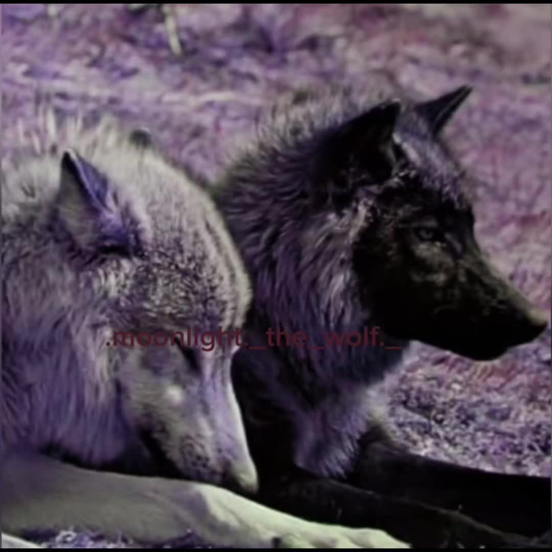 @💜🐺moonlight🐺💜