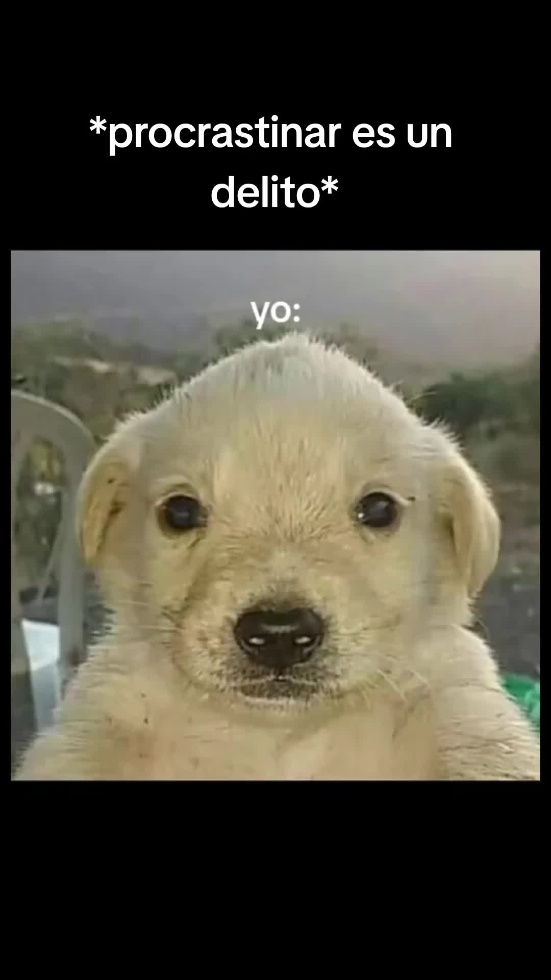 @.miau.