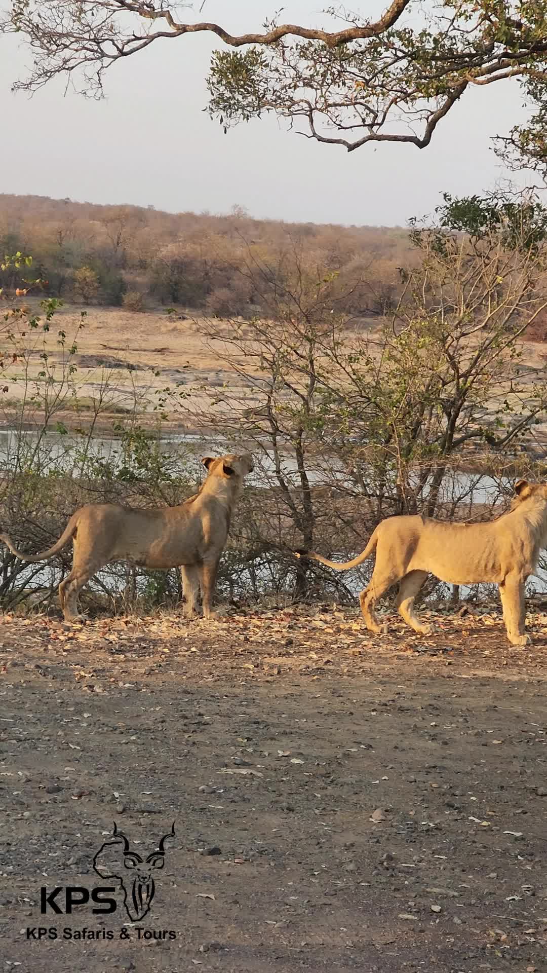 @KPS Safaris and Tours