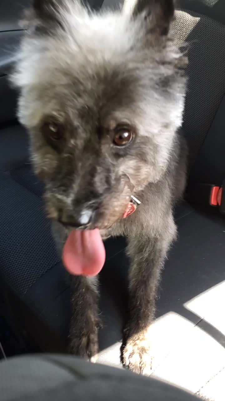 @Toto the Mutt