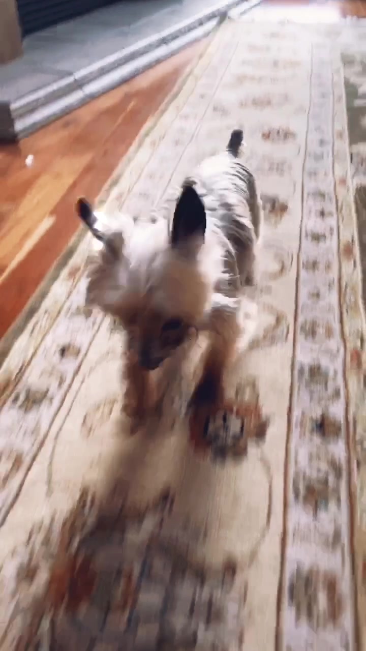 @Harlow the Yorkie
