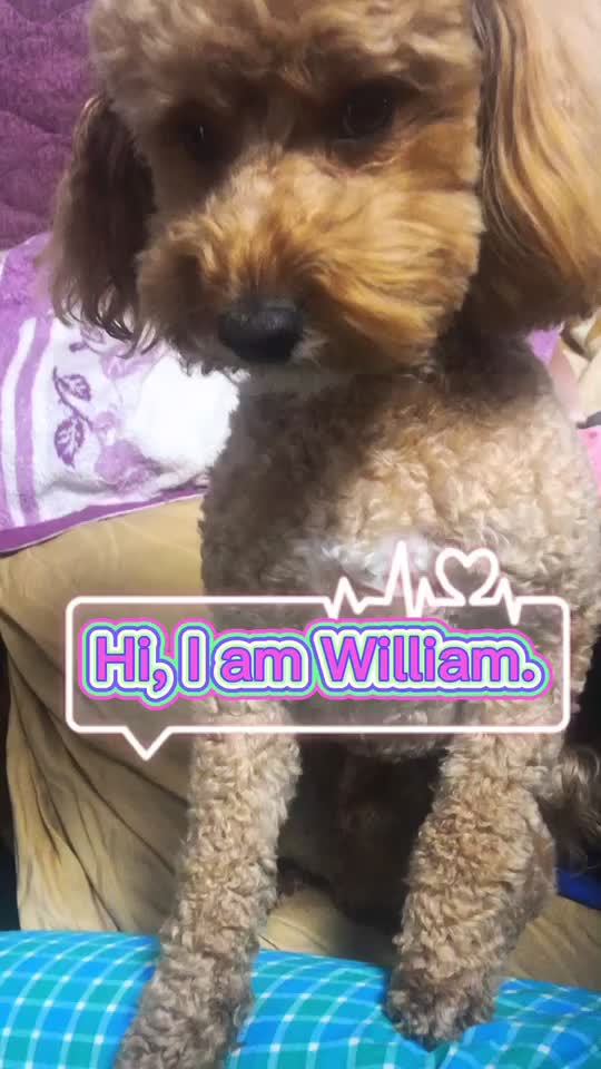 @William the Great