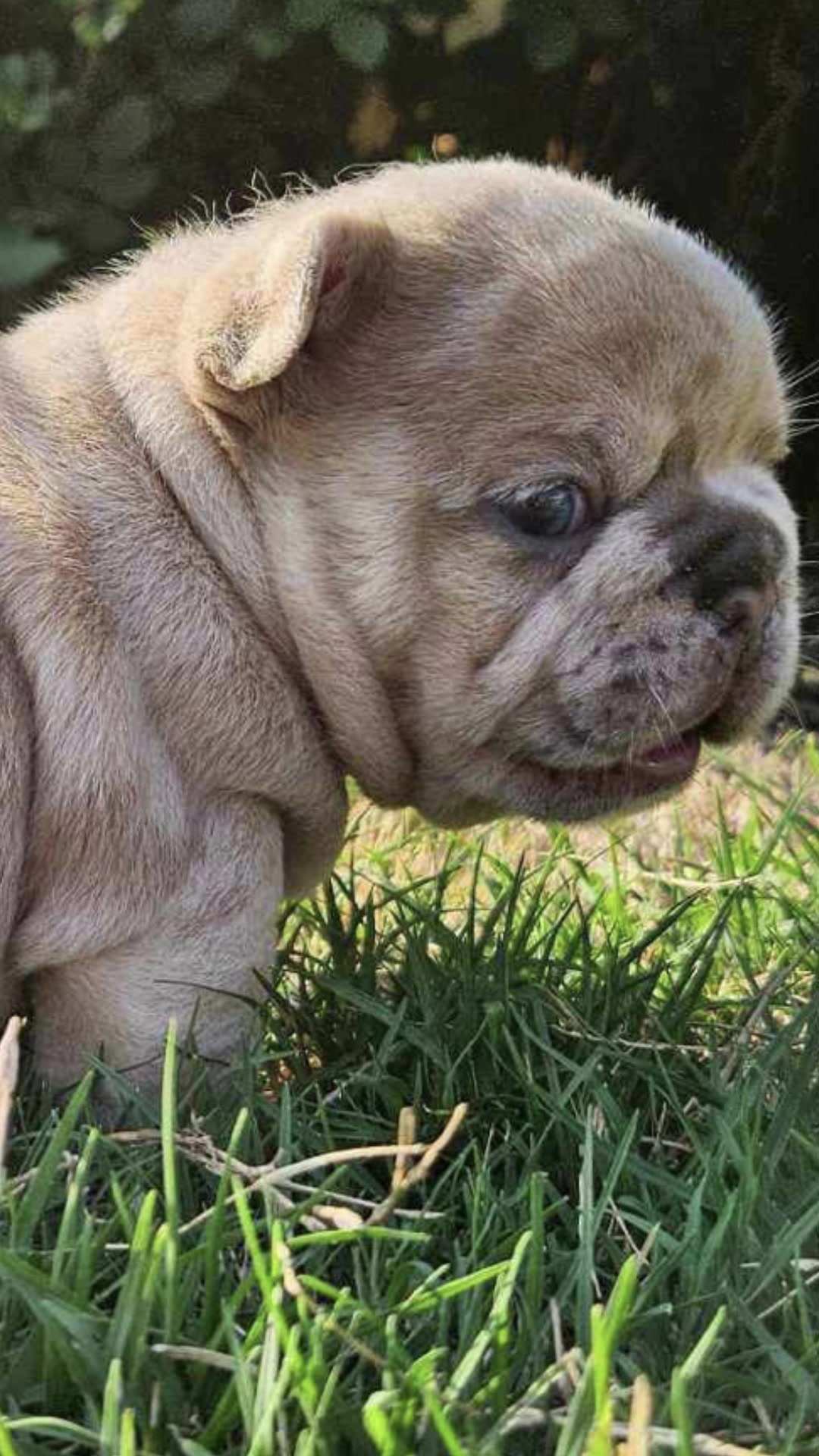 @Southern-Frenchies-And-Sons