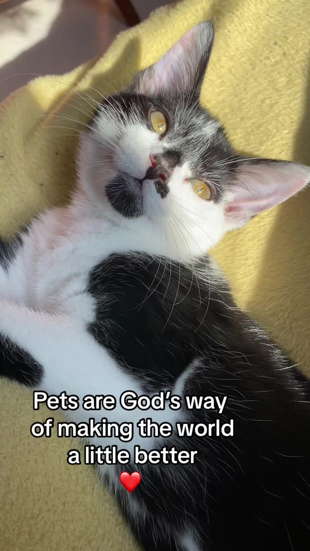 @Lennon & Ringo the kittens